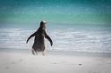 019 Falklandeilanden, New Island, ezelspinguin